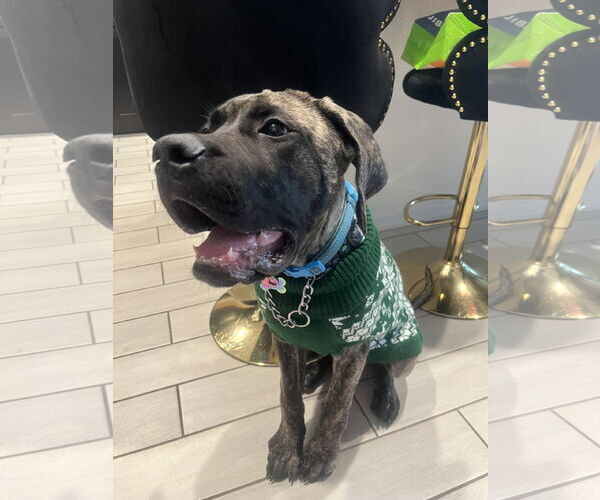 Medium Photo #3 Mutt Puppy For Sale in Goodyear, AZ, USA