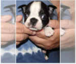 Puppy skippy Boston Terrier
