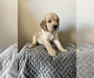 Goldendoodle Puppy for sale in GUTHRIE, OK, USA