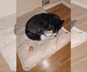Ace - Male Border Collie-Siberian Husky Mix Dog for Adoption - Photo #2