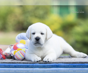 Labrador Retriever Puppy for Sale in Odessa, Odessa Ukraine
