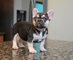 Puppy Puppy 1 French Bulldog
