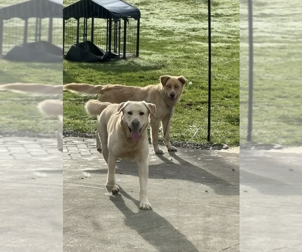 Medium Photo #1 Goberian-Labrador Retriever Mix Puppy For Sale in LA CENTER, WA, USA