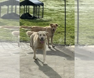 Father of the Goberian-Labrador Retriever Mix puppies born on 08/19/2026