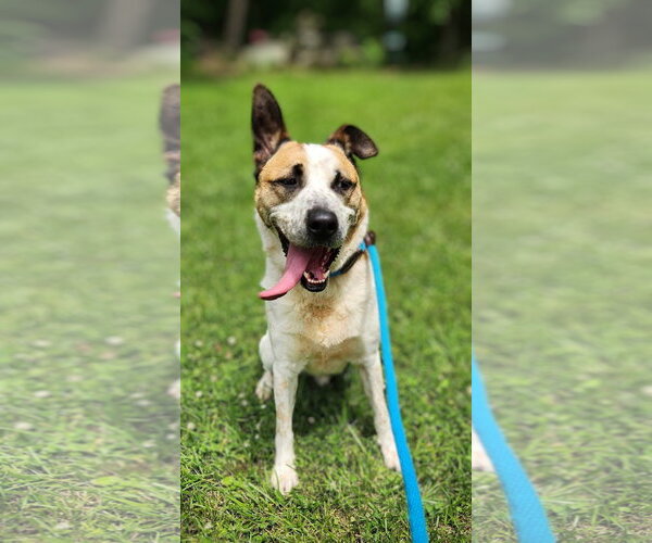 Medium Photo #17 Mutt Puppy For Sale in Rockaway, NJ, USA