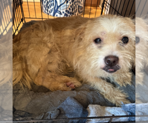 Mutt Dogs for adoption in Brooklyn, NY, USA