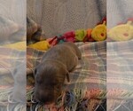 Small Photo #113 Great Dane Puppy For Sale in SPRAGGS, PA, USA