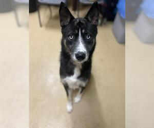 Siberian Husky-Unknown Mix Dogs for adoption in Chula Vista, CA, USA