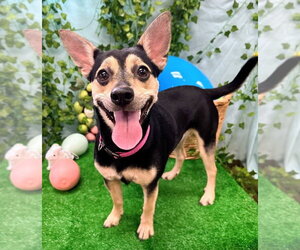 Mutt Dogs for adoption in Bryant, AR, USA