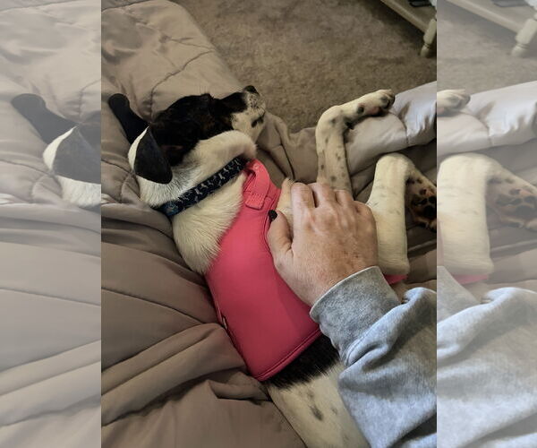 Medium Photo #3 Mutt Puppy For Sale in Plainfield, IL, USA