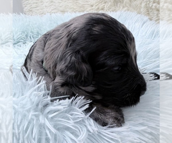 Medium Photo #37 Goldendoodle Puppy For Sale in PIERSON, FL, USA