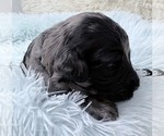 Small Photo #37 Goldendoodle Puppy For Sale in PIERSON, FL, USA