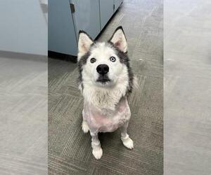 Alaskan Malamute-Huskies Mix Dogs for adoption in Peoria, IL, USA