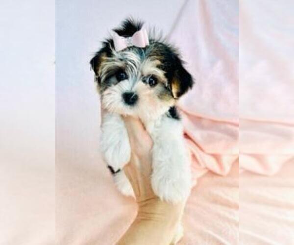 Medium Photo #2 Biewer Terrier Puppy For Sale in WEST PALM BEACH, FL, USA