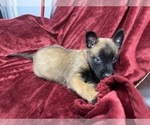 Small Photo #42 Belgian Malinois Puppy For Sale in REESEVILLE, WI, USA
