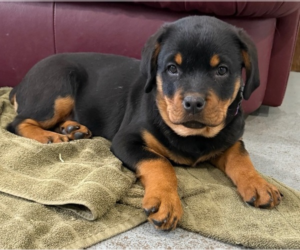 Medium Photo #1 Rottweiler Puppy For Sale in BRIGHTON, CO, USA