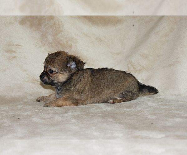 Medium Photo #15 Chihuahua Puppy For Sale in HUDSONVILLE, MI, USA