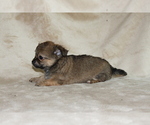 Small Photo #15 Chihuahua Puppy For Sale in HUDSONVILLE, MI, USA