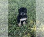 Puppy Boomer Aussiedoodle Miniature 