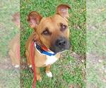 Small American Staffordshire Terrier