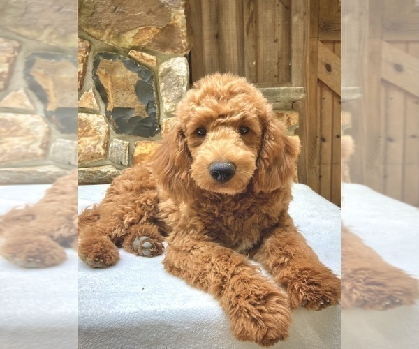 Medium Photo #1 Goldendoodle (Miniature) Puppy For Sale in WEST GROVE, PA, USA