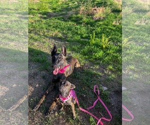 Figgie Smalls - Female Chihuahua-Unknown Mix Dog for Adoption - Photo #5