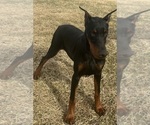 Small #12 Doberman Pinscher