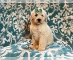 Small Photo #5 Poodle (Standard) Puppy For Sale in LAKELAND, FL, USA