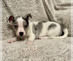 Small Photo #7 Chiweenie Puppy For Sale in BURLINGTON TOWNSHIP, PA, USA