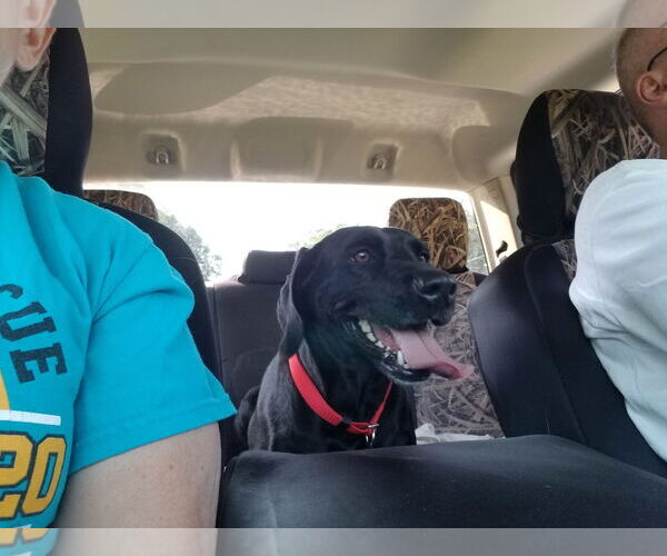 Medium Photo #5 Labrador Retriever Puppy For Sale in Thomasville, NC, USA