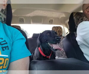 Peppa - Female Labrador Retriever Dog for Adoption - Photo #5