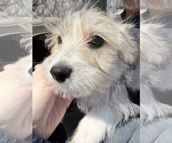 Medium Photo #1 Dachshund-Unknown Mix Puppy For Sale in Grafton, WI, USA