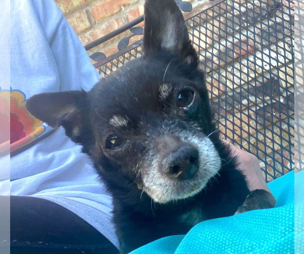 Medium Photo #1 Chihuahua Puppy For Sale in Boonton, NJ, USA