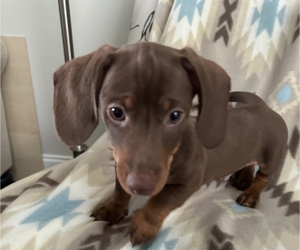Medium Photo #7 Dachshund Puppy For Sale in MURFREESBORO, TN, USA