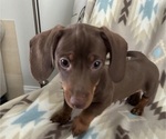 Small #6 Dachshund