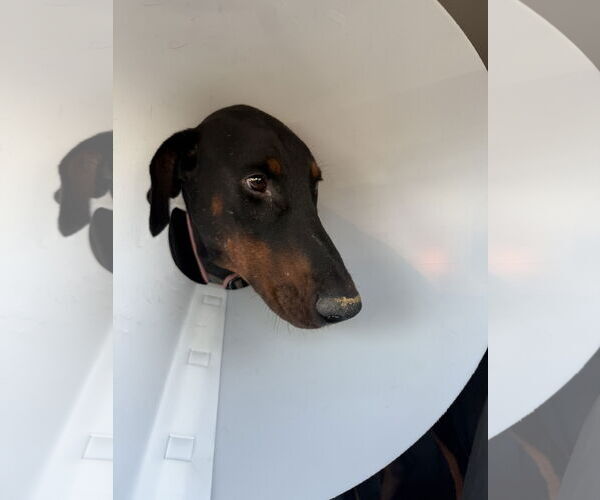 Medium Photo #3 Doberman Pinscher Puppy For Sale in Buffalo, MN, USA