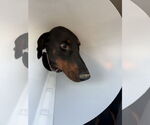 Small #2 Doberman Pinscher