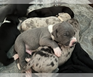 Great Dane Puppy for sale in WINSTON-SALEM, NC, USA