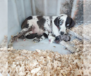 Mother of the Catahoula Leopard Dog puppies born on 08/16/2022