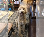 Small Photo #3 Goldendoodle-Poodle (Standard) Mix Puppy For Sale in FAYETTEVILLE, OH, USA