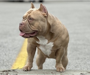 Mother of the American Bully puppies born on 12/26/2023