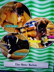 Boxer Puppy for sale in BLACK RIVER FALLS, WI, USA
