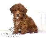 Small #1 Poodle (Toy)