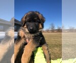 Small Photo #22 German Shepherd Dog Puppy For Sale in SOMERVILLE, OH, USA