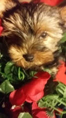 Yorkshire Terrier Puppy for sale in SEDONA, AZ, USA
