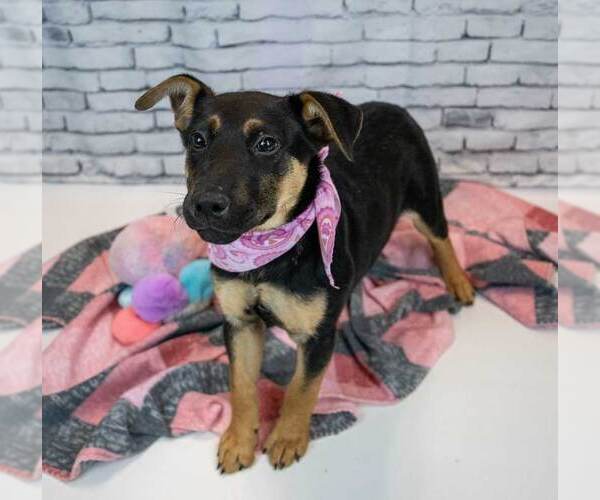 Medium Photo #4 Mutt Puppy For Sale in Kennesaw, GA, USA