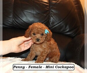 Cockapoo (Miniature) Puppy for sale in CLARKRANGE, TN, USA