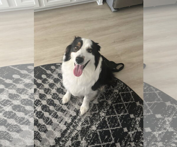 Medium Photo #5 Australian Shepherd Puppy For Sale in Thomasville, NC, USA