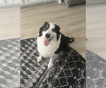 Small #4 Australian Shepherd