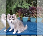 Small Photo #9 Pomsky Puppy For Sale in NILES, OH, USA